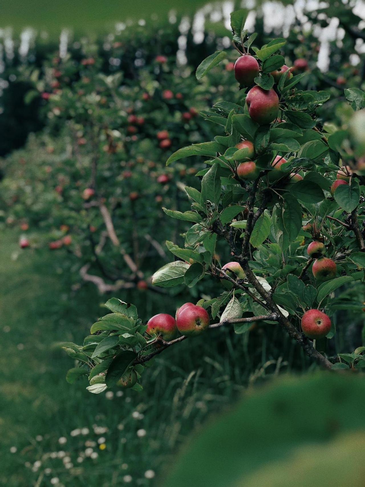 Apple Cider Lodge Omaha Ngoại thất bức ảnh